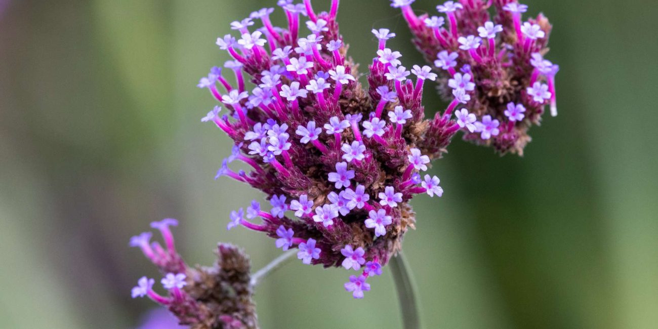 Vervain Bach Flower: Relaxing the Overzealous Spirit into Flow