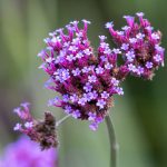 Vervain Bach Flower: Relaxing the Overzealous Spirit into Flow