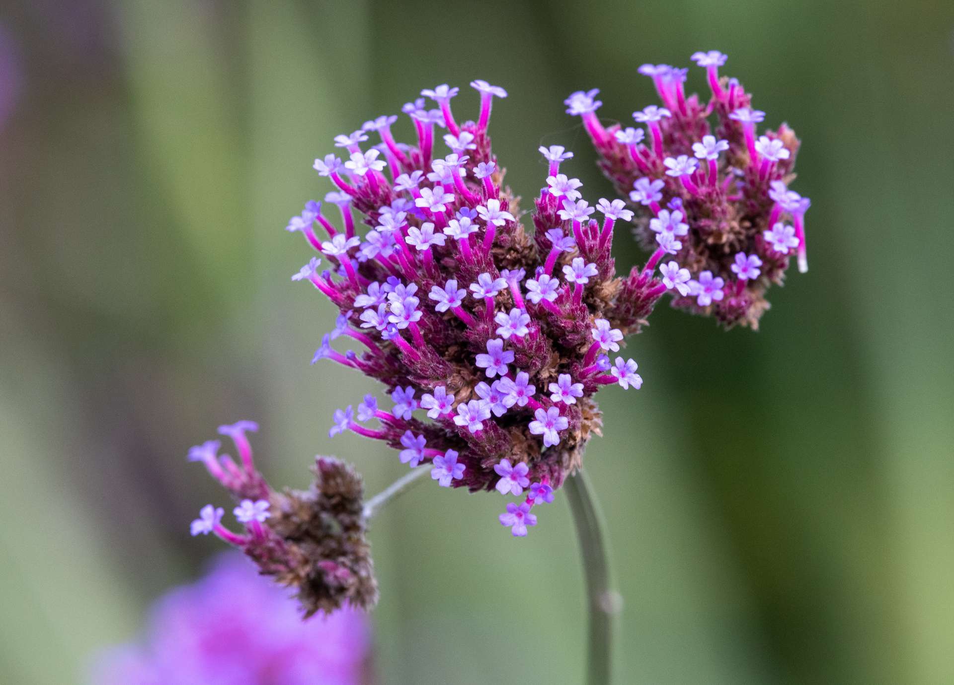 Vervain Bach Flower: Relaxing the Overzealous Spirit into Flow