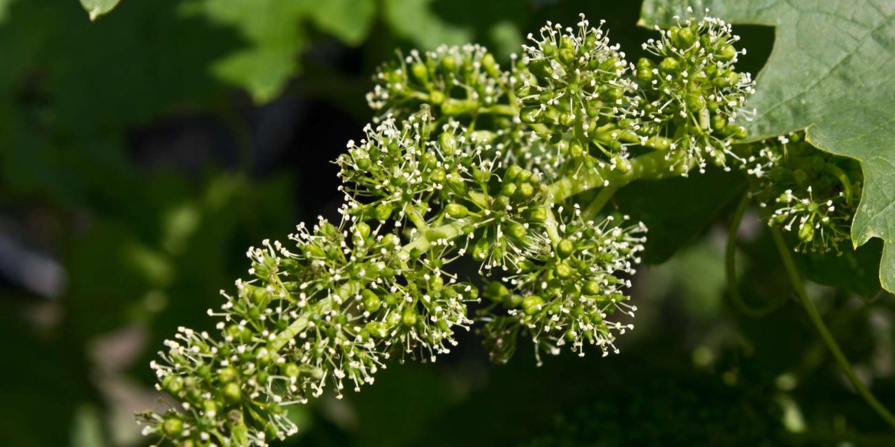 Vine Bach Flower: Leading with Compassion Instead of Control