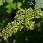 Vine Bach Flower: Leading with Compassion Instead of Control