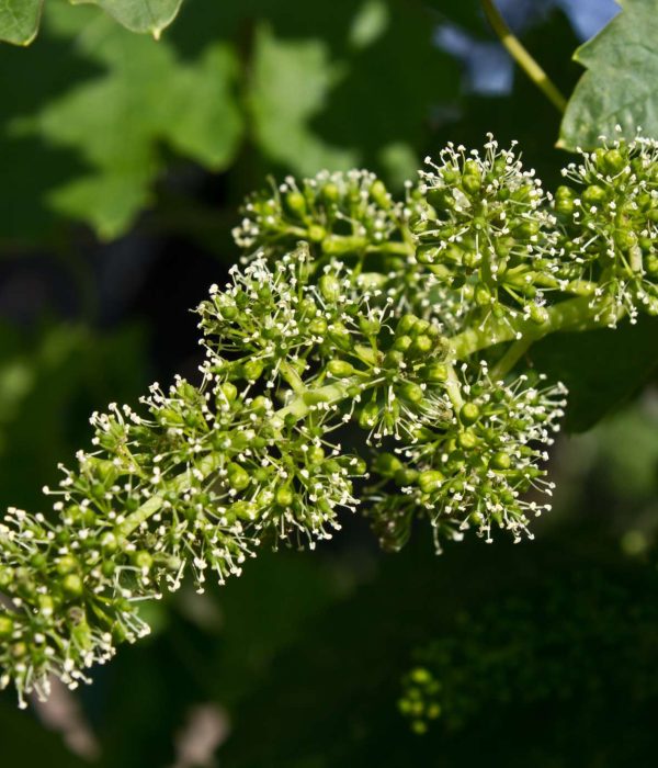Vine Bach Flower: Leading with Compassion Instead of Control