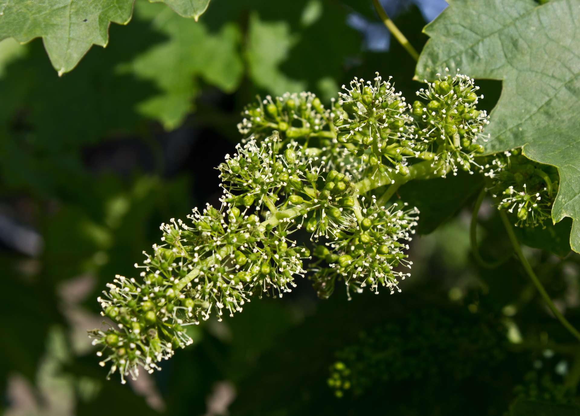 Vine Bach Flower: Leading with Compassion Instead of Control