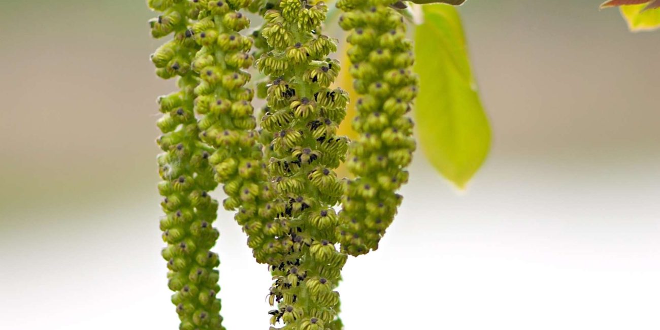 Walnut Bach Flower: Protection and Adaptability in Times of Change