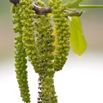 Walnut Bach Flower: Protection and Adaptability in Times of Change