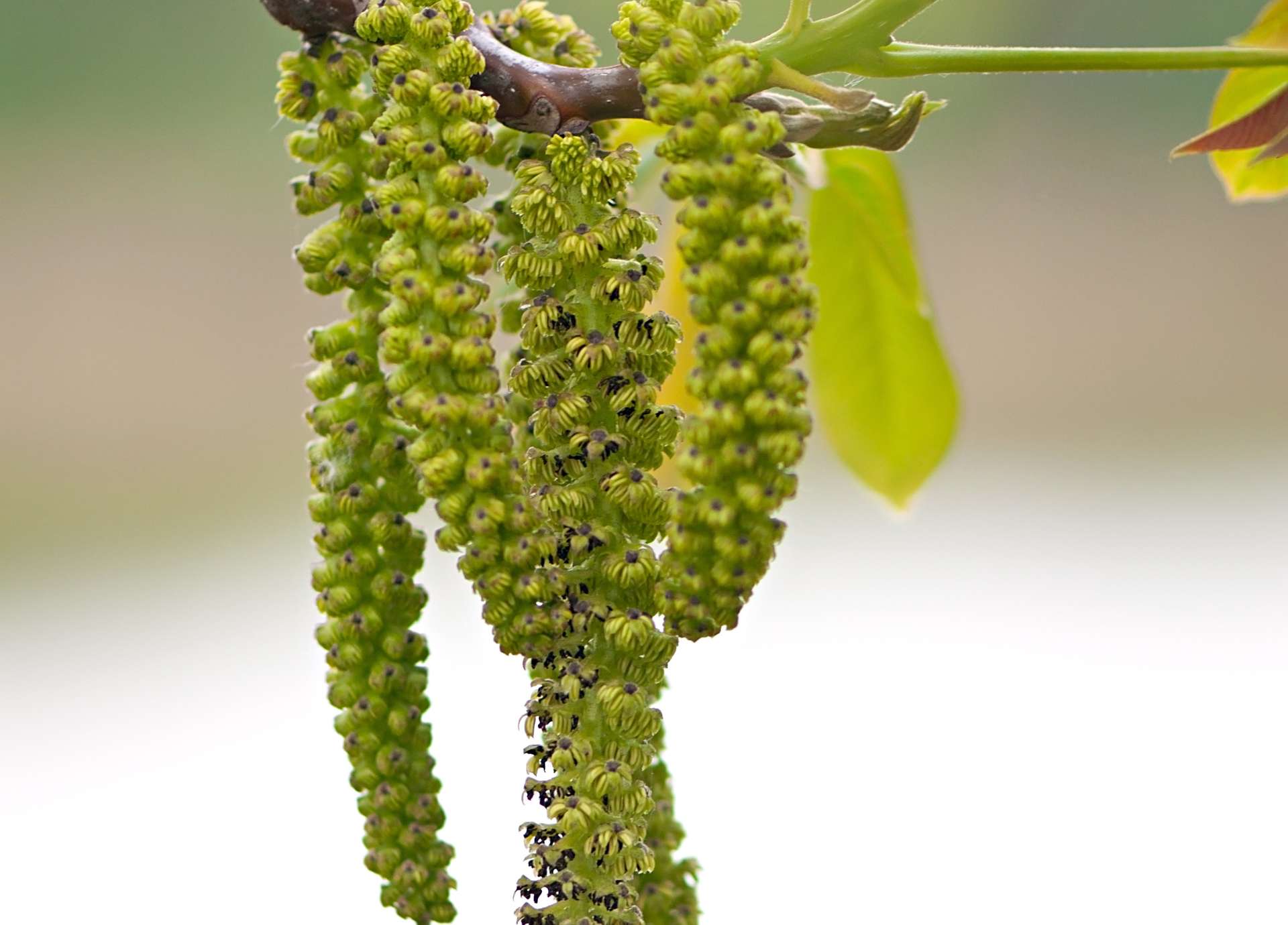Walnut Bach Flower: Protection and Adaptability in Times of Change