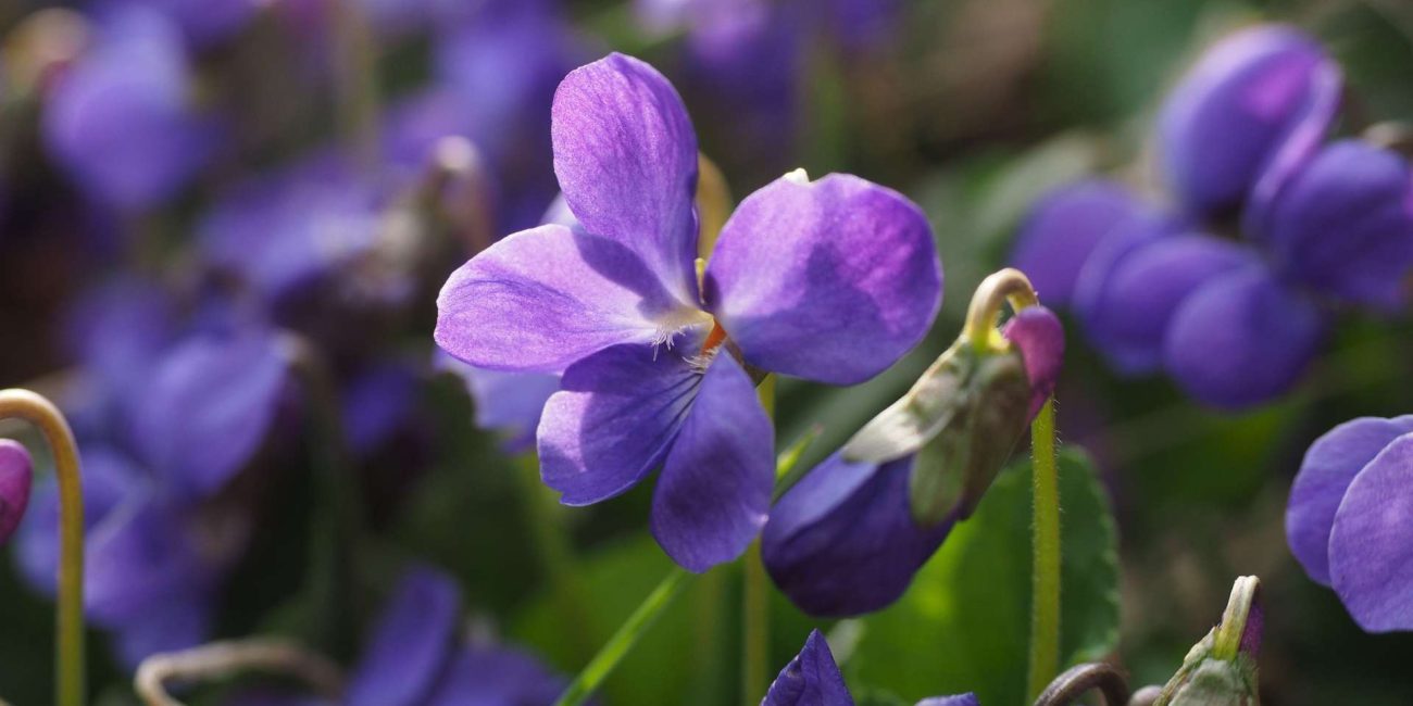 Water Violet Bach Flower: Opening the Heart While Honouring Solitude