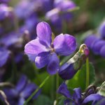 Water Violet Bach Flower: Opening the Heart While Honouring Solitude