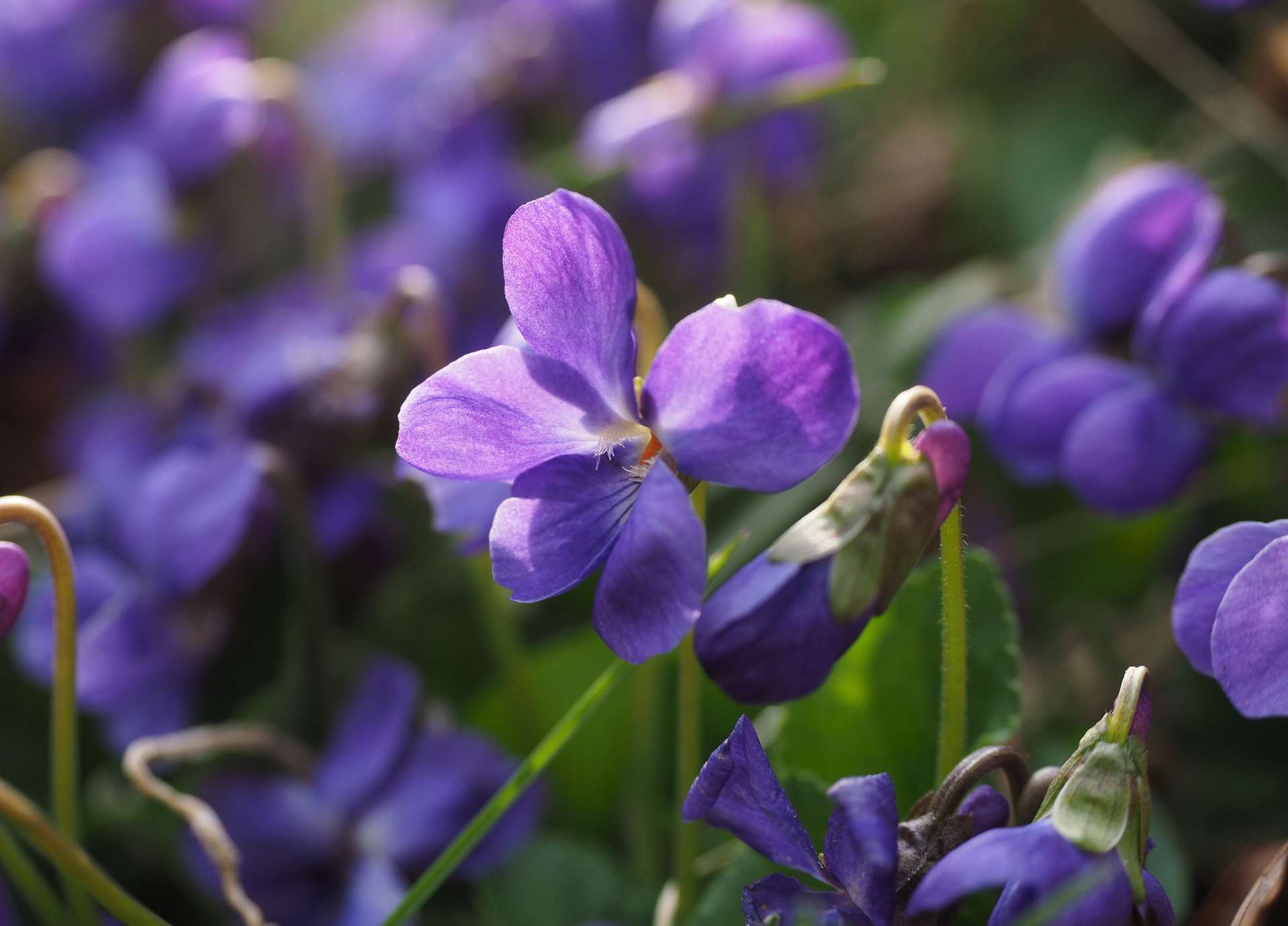 Water Violet Bach Flower: Opening the Heart While Honouring Solitude
