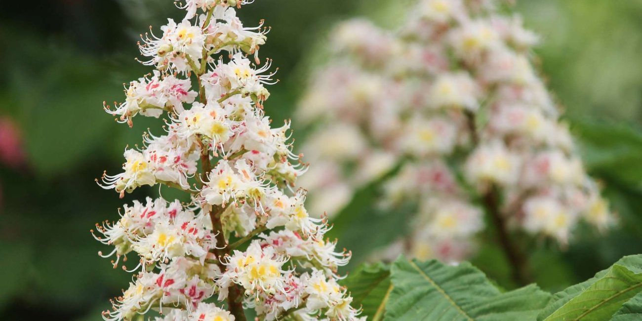 White Chestnut Bach Flower: Calming the Restless Mind