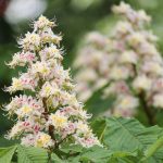 White Chestnut Bach Flower: Calming the Restless Mind