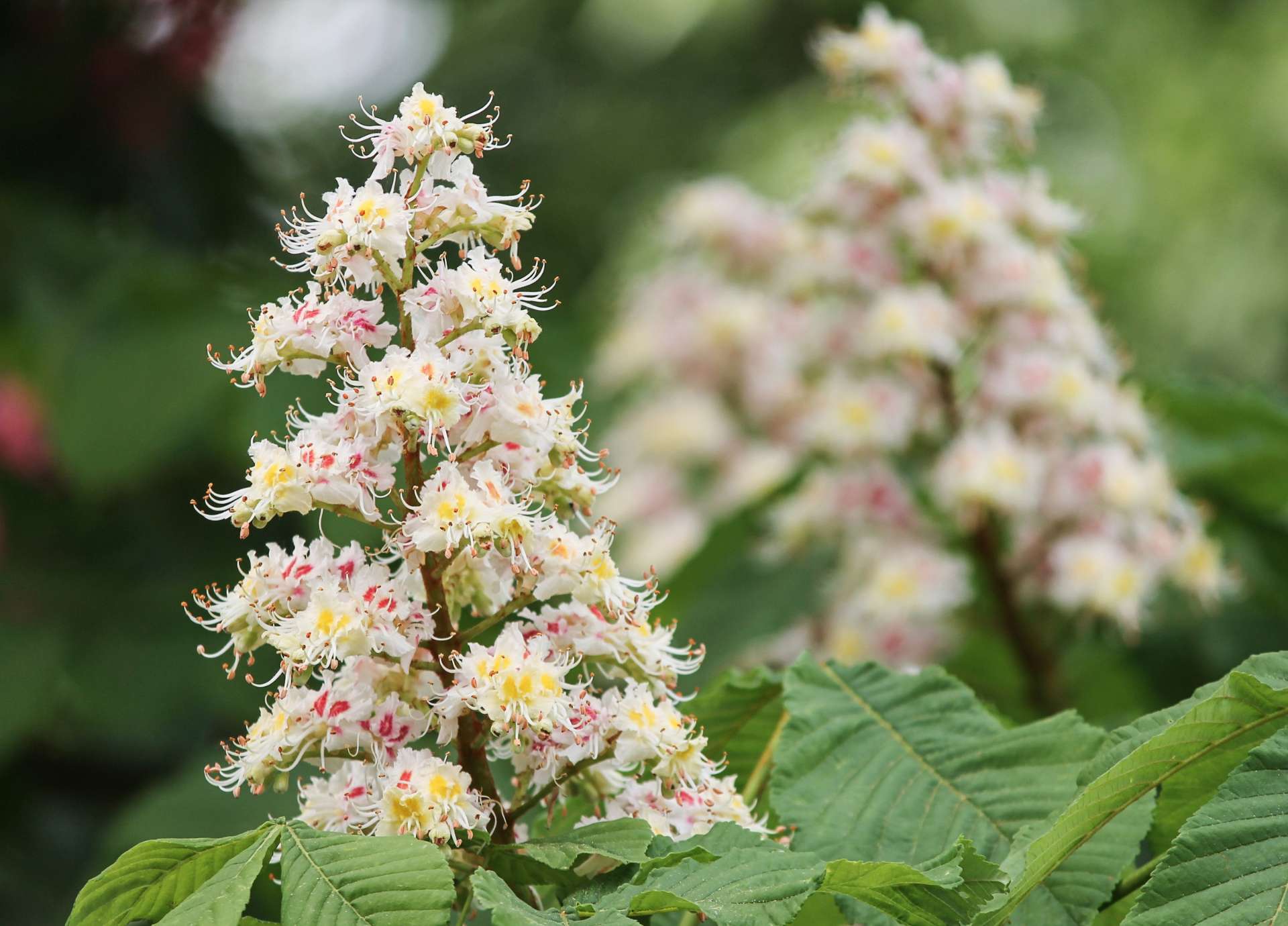 White Chestnut Bach Flower: Calming the Restless Mind