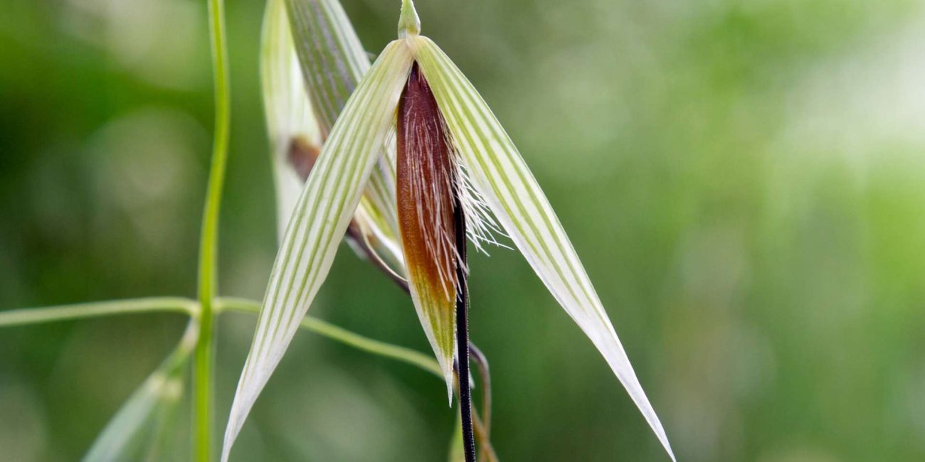 Wild Oat Bach Flower: Clarity of Purpose and Life Direction