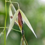 Wild Oat Bach Flower: Clarity of Purpose and Life Direction