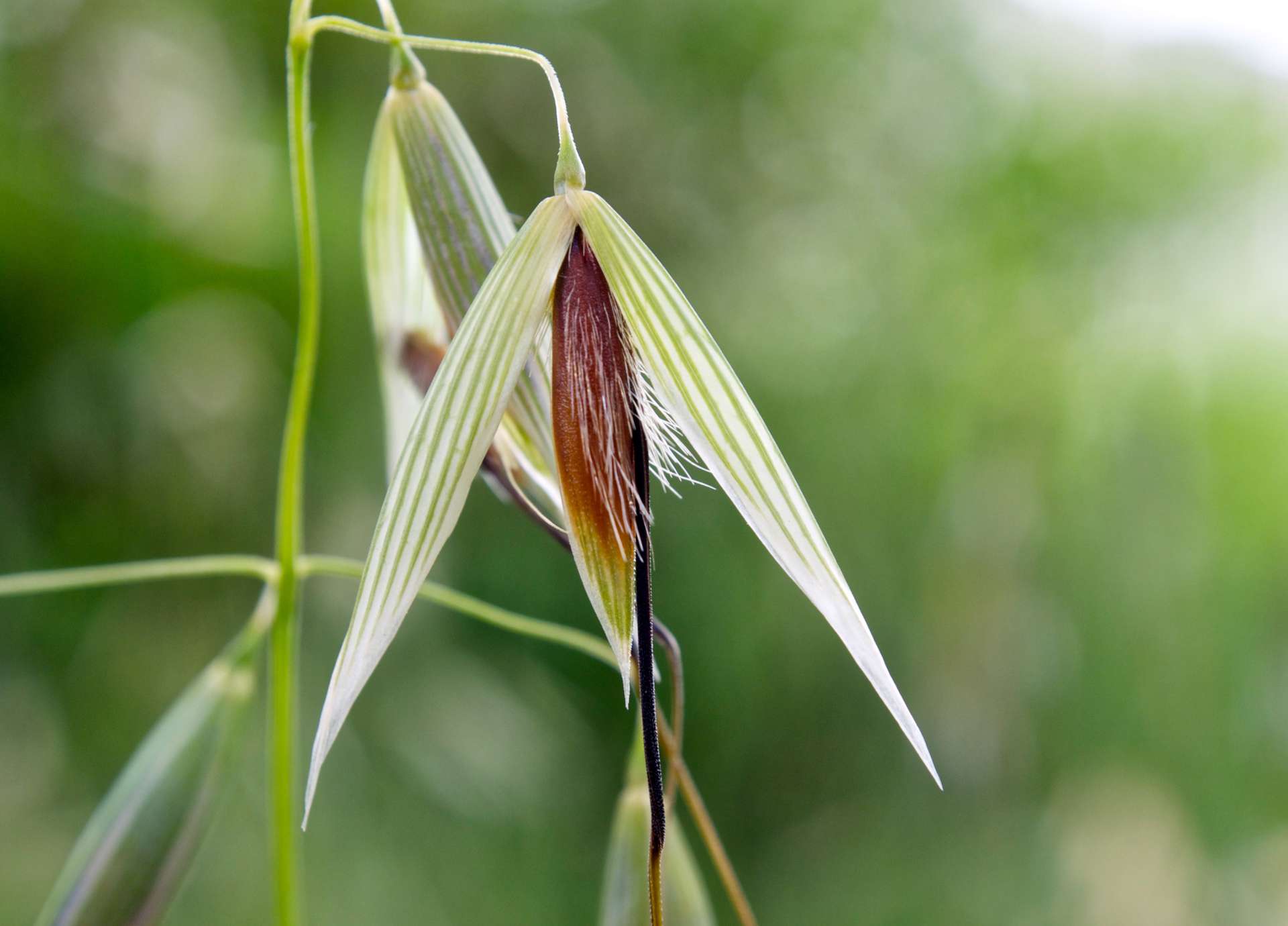 Wild Oat Bach Flower: Clarity of Purpose and Life Direction