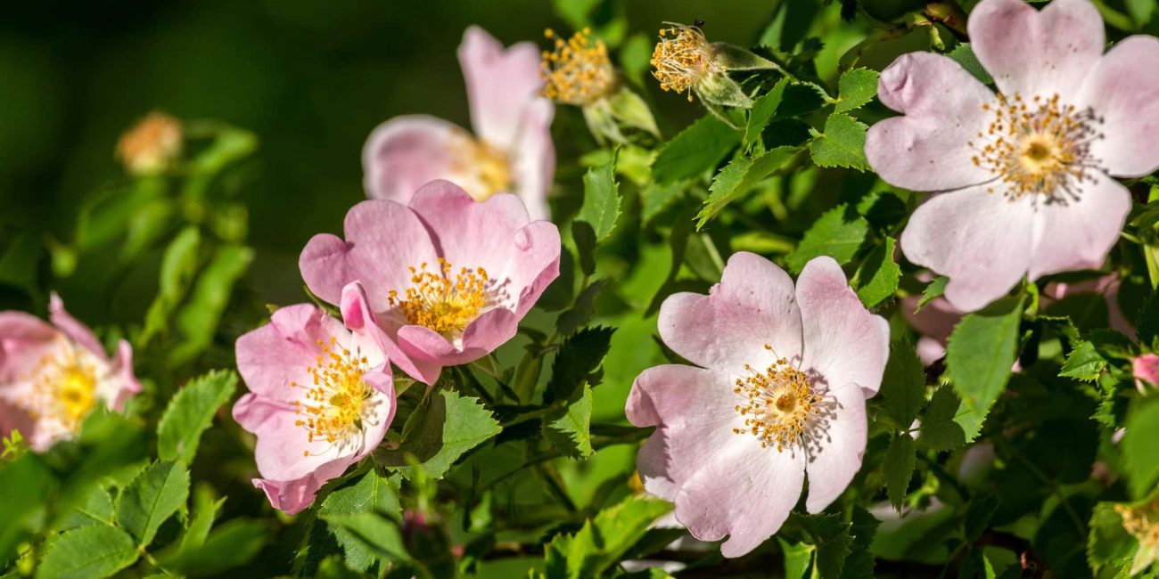 Wild Rose Bach Flower: Awakening Vitality and Passion for Life