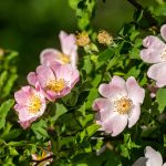 Wild Rose Bach Flower: Awakening Vitality and Passion for Life