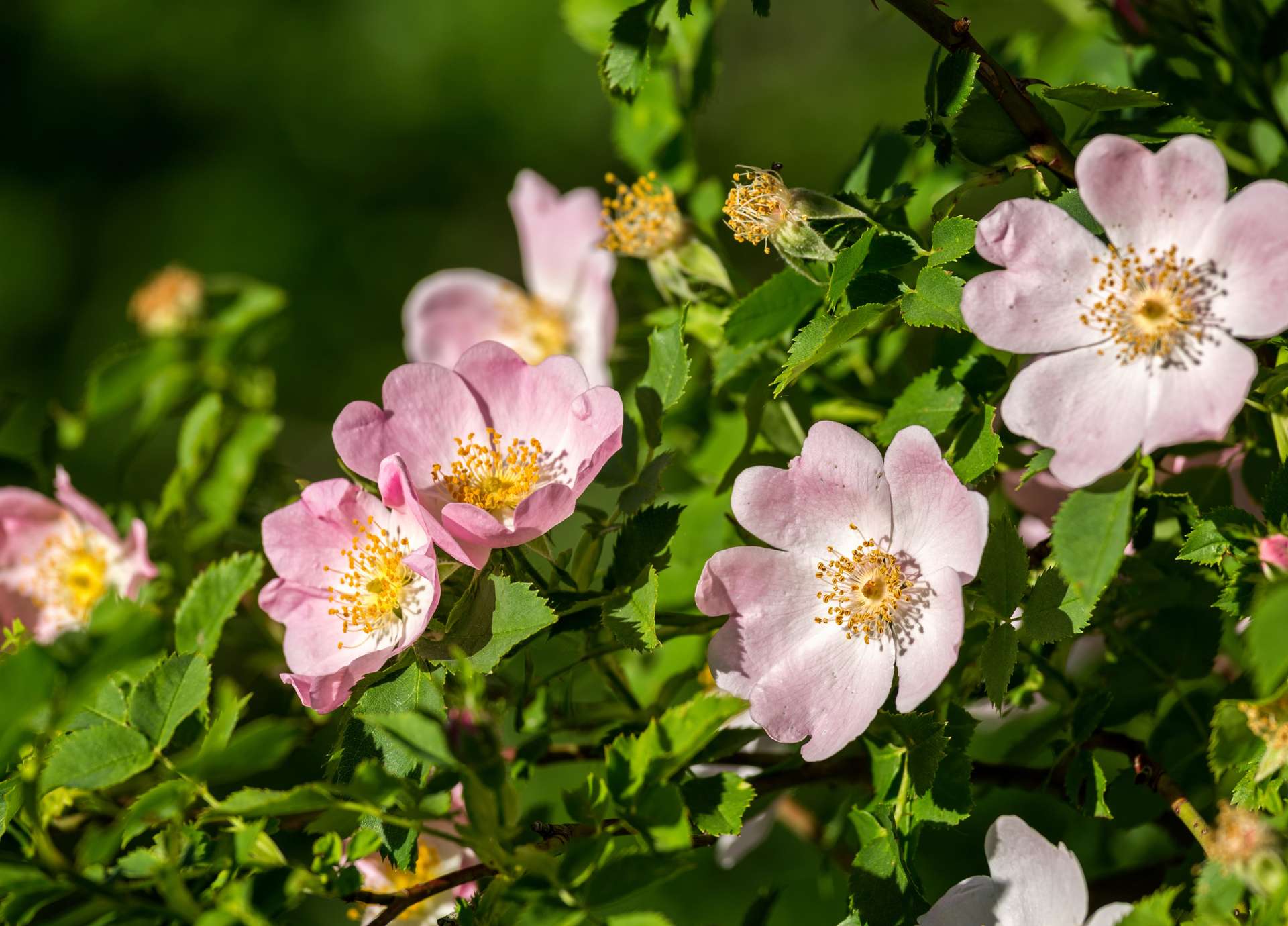 Wild Rose Bach Flower: Awakening Vitality and Passion for Life