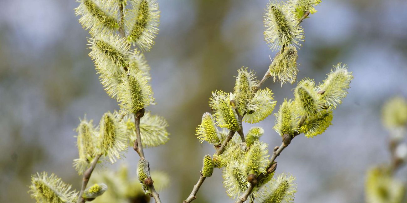 Willow Bach Flower: Transforming Resentment into Empowerment