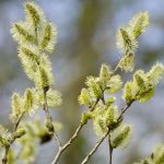 Willow Bach Flower: Transforming Resentment into Empowerment
