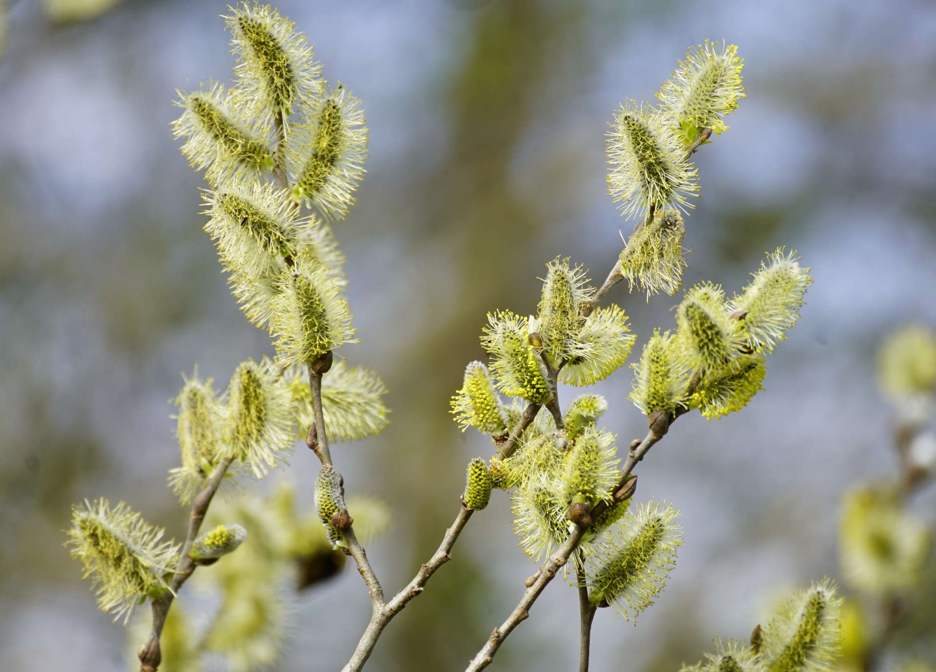 Willow Bach Flower: Transforming Resentment into Empowerment