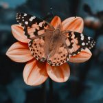 Past Lives and Karma: Healing Across Lifetimes