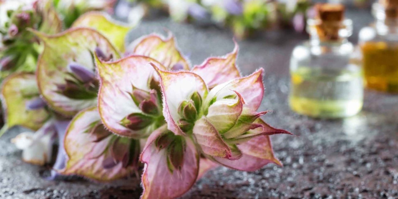 Clary Sage Essential Oil Ritual Guide