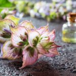 Clary Sage Essential Oil Ritual Guide