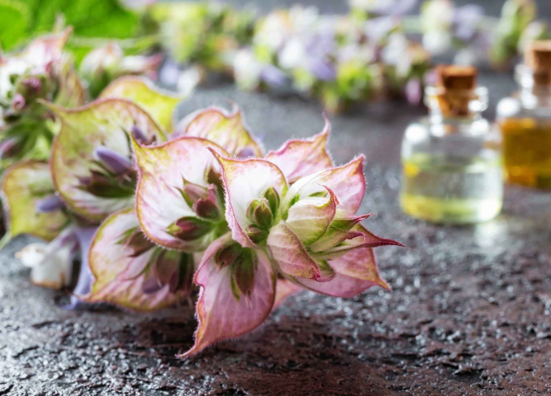 Clary Sage Essential Oil Ritual Guide