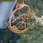 Forest-Inspired Aromatherapy Rituals